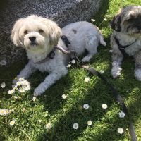 Hondenoppas werk Gouda: baasje van Vivi&Bella