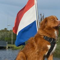 Hondenoppas adres Oud Verlaat: Finn