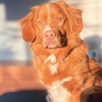 Hondenoppas werk Oud Verlaat: baasje van Finn