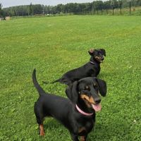 Hondenoppas Hoofddorp: Sylvia