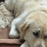 Hondenoppas werk Hilversum: baasje van Saar