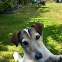 Hondenoppas werk Enschede: baasje van Bobby