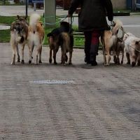 Hondenuitlaatservice Doesburg: Ilya