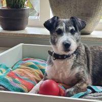 Hondenoppas werk Den Ham (Overijssel): baasje van sacha