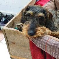 Hondenoppas werk Soest: baasje van Joep