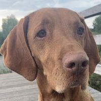 Hondenoppas werk Rosmalen: baasje van Duke