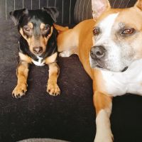 Hondenopvang Almelo: Marloes