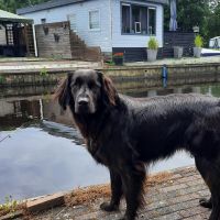 Hondenoppas werk Amersfoort: baasje van Bo