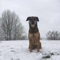 Hondenoppas werk Zwolle: baasje van Boef