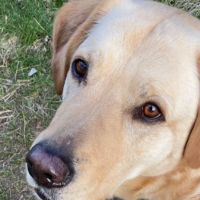 Hondenoppas werk Gouda: baasje van Mollie