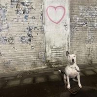 Hondenoppas werk Wilnis: baasje van cinta