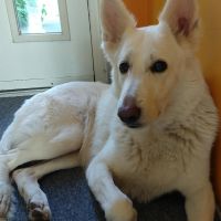 Hondenoppas werk Arnhem: baasje van Pippa