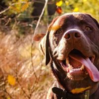 Hondenoppas werk Leusden: baasje van Ollie