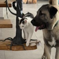 Hondenoppas werk Roosendaal: baasje van Hulk