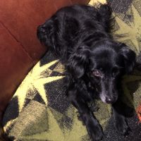 Hondenoppas werk Enschede: baasje van Bobby