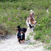 Hondenuitlaatservice Egmond aan Zee: Kayleigh