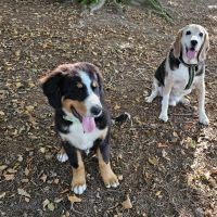 Hondenoppas werk Voorthuizen: baasje van  Hummer, Tobias