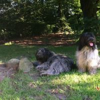 Hondenoppas werk Alphen aan den Rijn: baasje van Joep & Bram