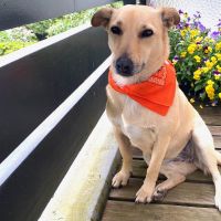Hondenoppas werk Alphen aan den Rijn: baasje van Maggie