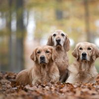 Hondenopvang Zutphen: Jane