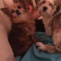 Hondenoppas Naarden: Eva