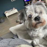 Hondenoppas werk Amstelveen: baasje van Dushi