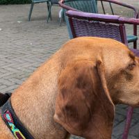 Hondenoppas werk Leiden: baasje van Saar
