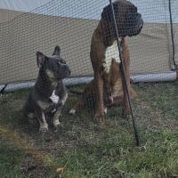 Hondenoppas werk Westervoort: baasje van Teddy en Chief