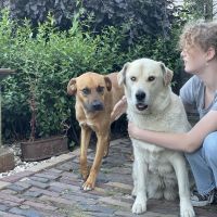 Hondenoppas werk Bedum: baasje van Dib en Leo