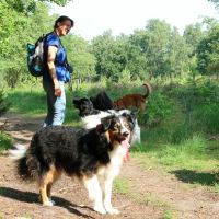 Hondenopvang Hilversum: Minke