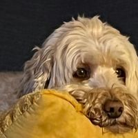 Hondenoppas werk Doesburg: baasje van Joop