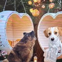 Hondenuitlaatservice Herpen: Manuela