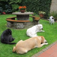 Hondenoppas Laren (Noord-Holland): Juul