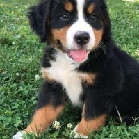 Hondenoppas Enschede: Manon