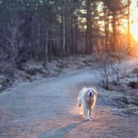 Hondenoppas Sprang-Capelle: DogWolluk 