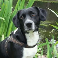 Hondenuitlaatservice Gouda: Denise