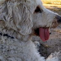 Hondenoppas Haalderen: Amber 
