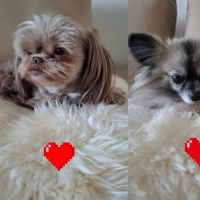 Hondenoppas werk Bodegraven: baasje van Choco &Chanel 