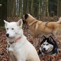 Hondenoppas werk Spijkenisse: baasje van Kaya snowy pink
