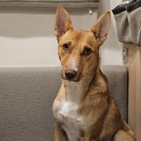 Hondenoppas werk Bergambacht: baasje van Noa