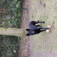 Hondenoppas Boxtel: Chris