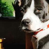 Hondenoppas werk Deventer: baasje van Luna