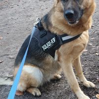 Hondenoppas werk Bergen op Zoom: baasje van Kira
