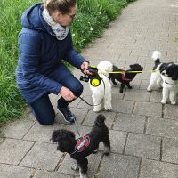 Hondenoppas Broek op Langedijk: Sandra 