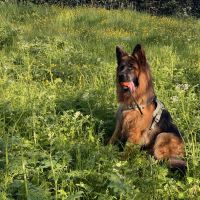Hondenoppas werk Capelle aan den IJssel: baasje van Maylo