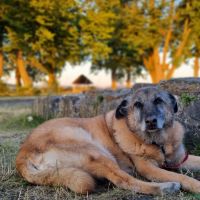Hondenoppas werk Lelystad: baasje van Verinha