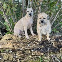 Hondenoppas werk Alphen aan den Rijn: baasje van Patrick de Smous en zijn beste vriend Monty