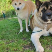 Hondenoppas werk Langelo: baasje van Sumo & Yohji