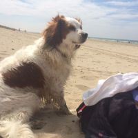Hondenoppas Noordwijk aan Zee: Patricia