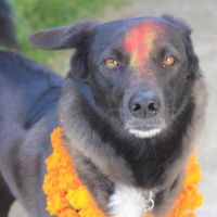 Hondenoppas werk Alphen aan den Rijn: baasje van Kanchhi